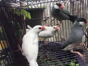 Java Sparrows