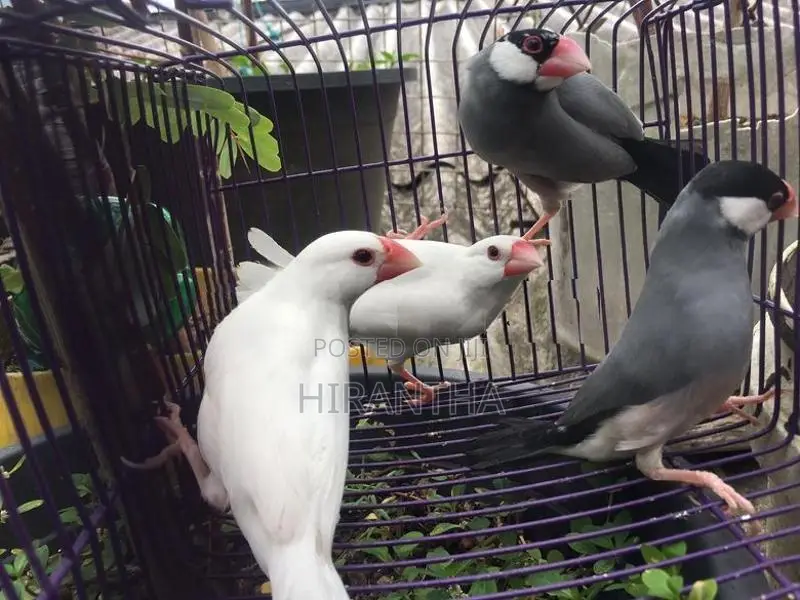 Java Sparrows