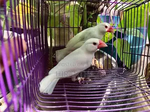 Java Sparrows