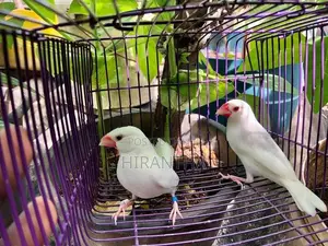 Java Sparrows