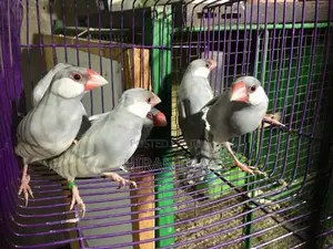 Java Sparrows