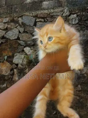Persian Cat
