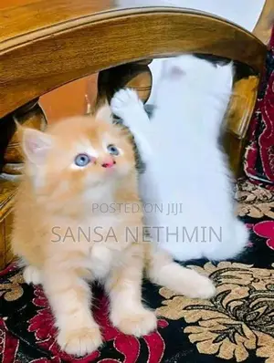 Persian Cat