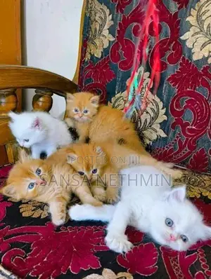 Persian Cat