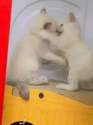 Persian Cat