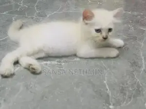 Persian Cat