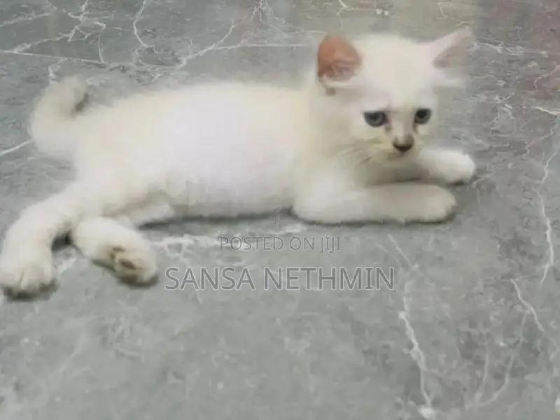Persian Cat