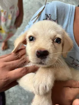 Labrador Puppies