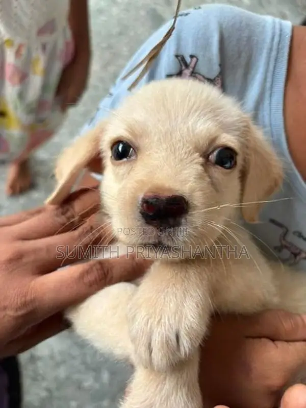 Labrador Puppies