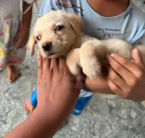 Labrador Puppies