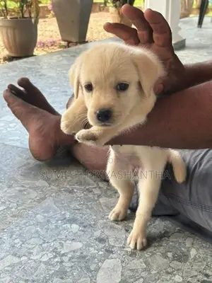 Labrador Puppies