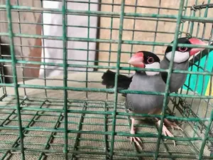 Java Bird Breeding Pair