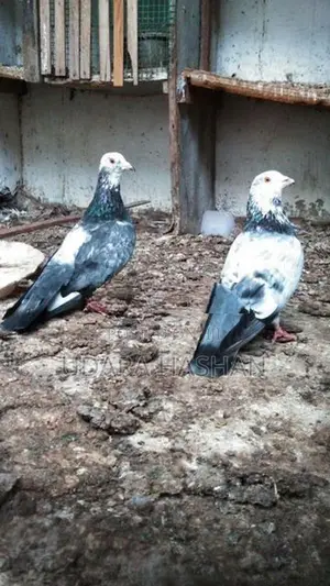Indian Pigeons