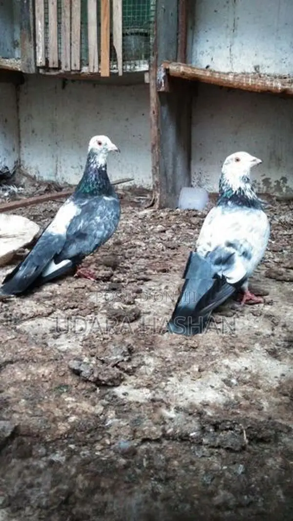 Indian Pigeons