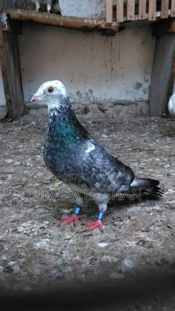 Indian Pigeons