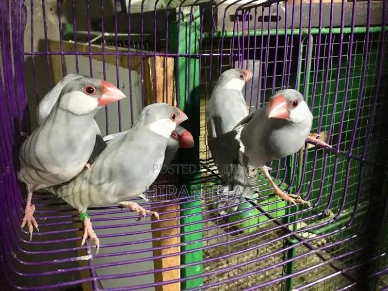 Java Bird Breeding Pair