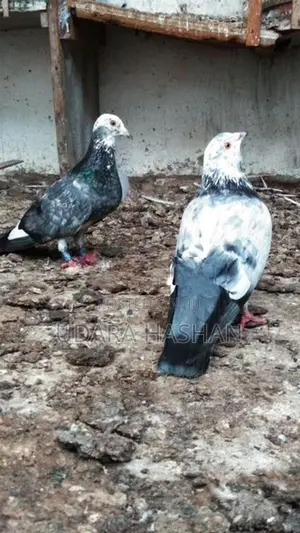 Indian Pigeons