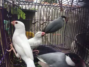 Java Bird Breeding Pair