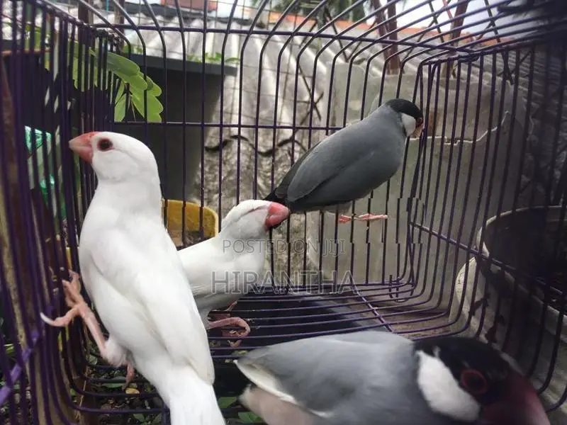 Java Bird Breeding Pair