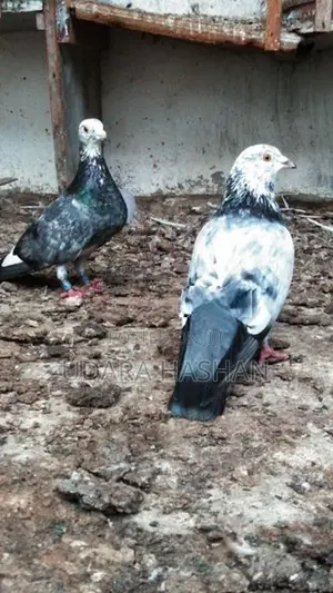 Indian Pigeons