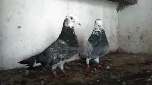 Indian Pigeons