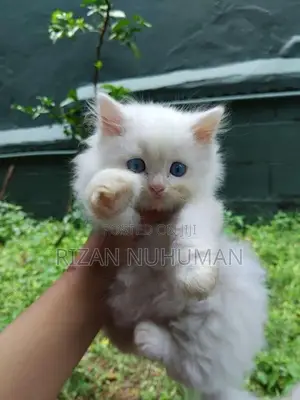 Persian kittens