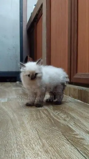 Persian kittens