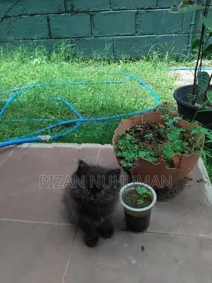 Persian kittens