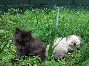 Persian kittens