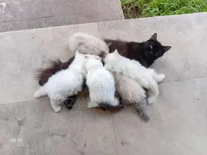 Persian kittens