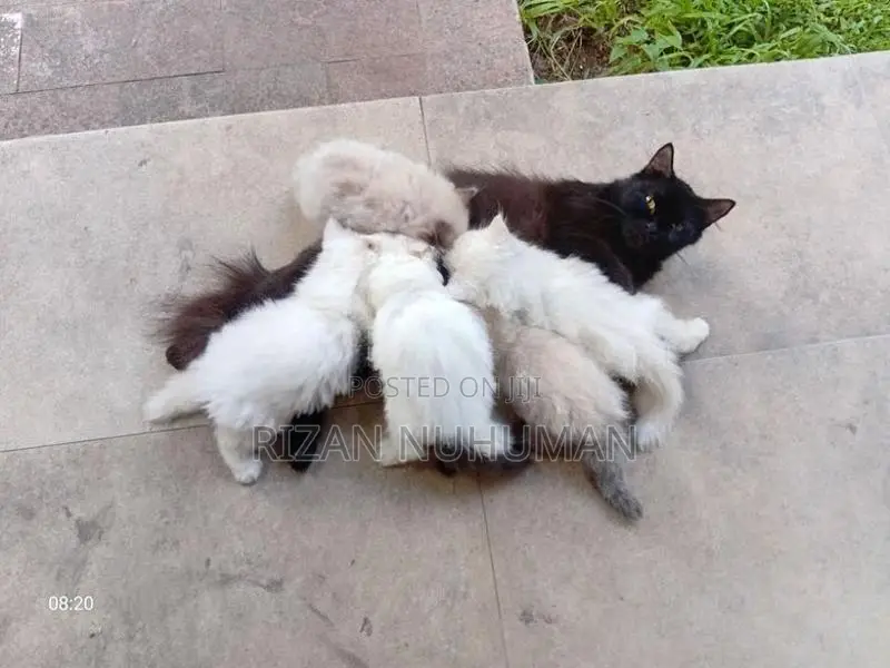 Persian kittens