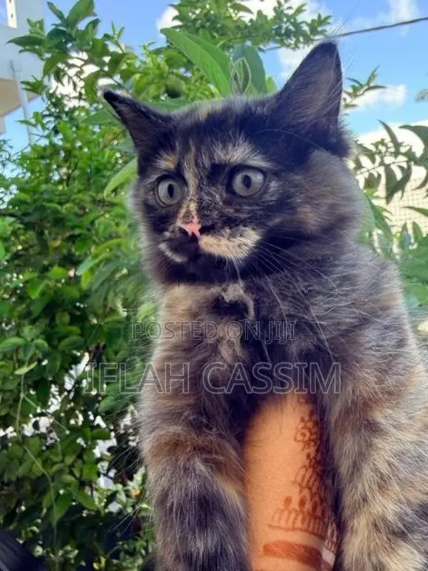 Persian Kittens