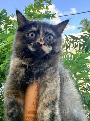 Persian Kittens