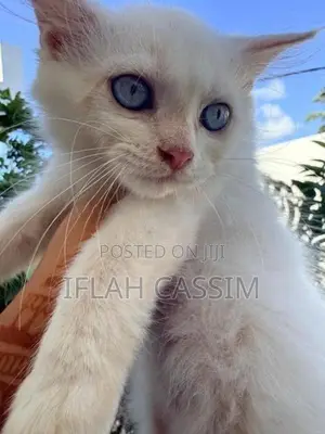 Persian Kittens
