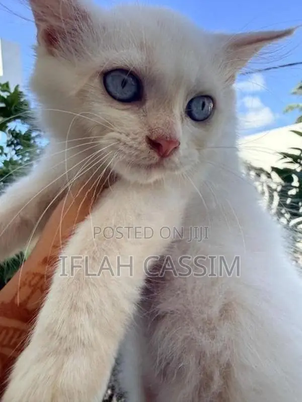 Persian Kittens