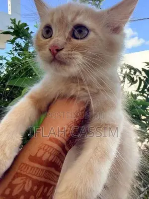 Persian Kittens