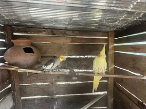 Cocktail Breeding Pair
