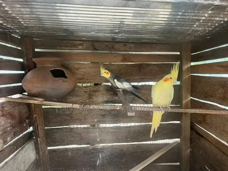 Cocktail Breeding Pair