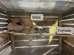 Cocktail Breeding Pair