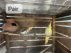 Cocktail Breeding Pair