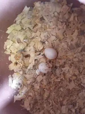 Cocktail Breeding Pair