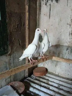 English Carrier Pigeons