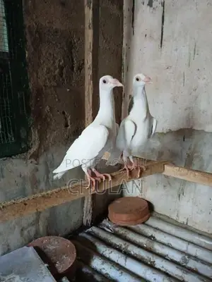 English Carrier Pigeons