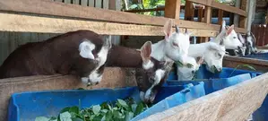 Goat Male