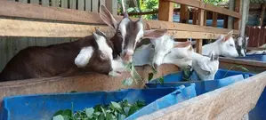 Goat Male