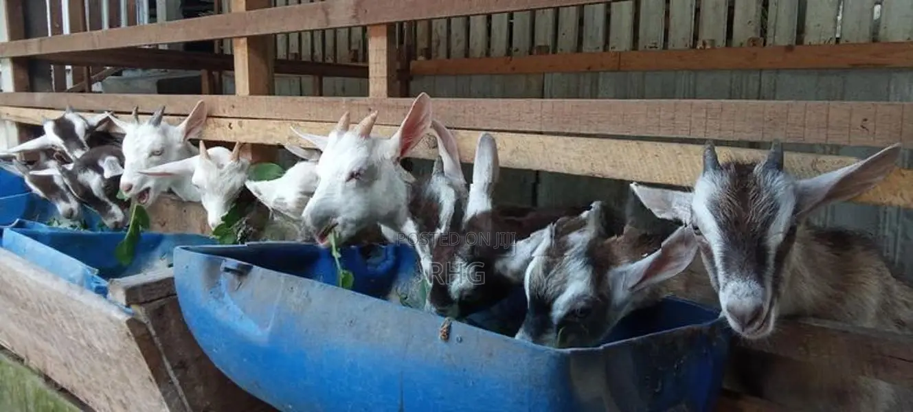 Goat Male