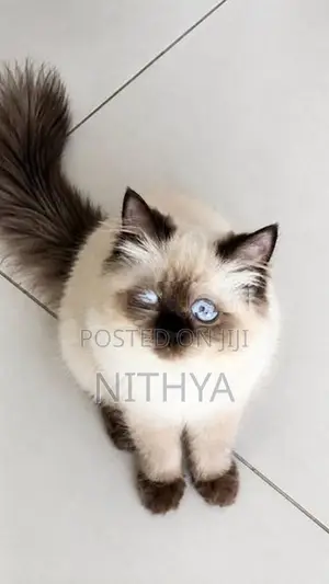 Himalayan Kitten