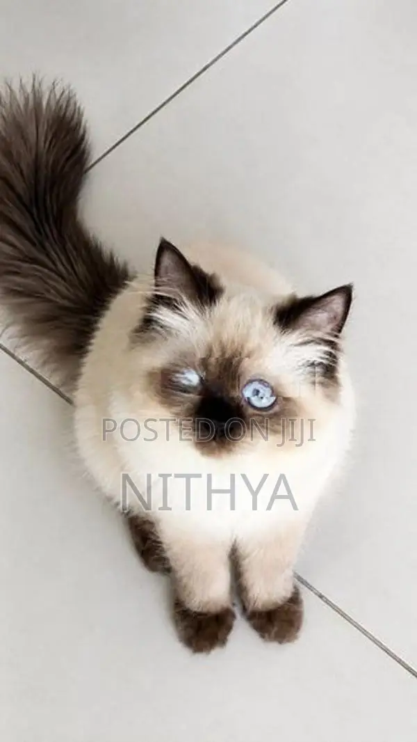 Himalayan Kitten