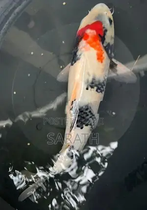 Koi Carp Fish