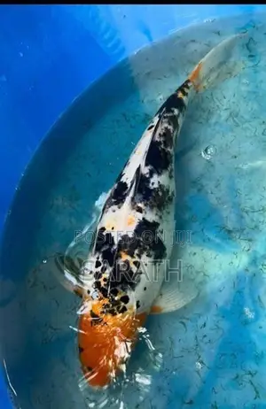 Koi Carp Fish